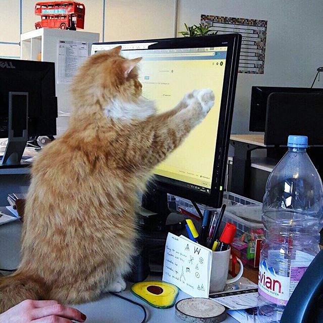 office cat